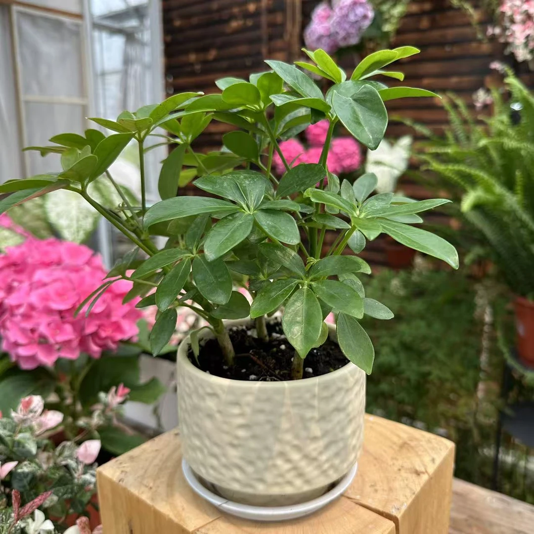 鸭脚木办公室客厅桌面绿植盆栽八方来财好养四季常绿净化空气