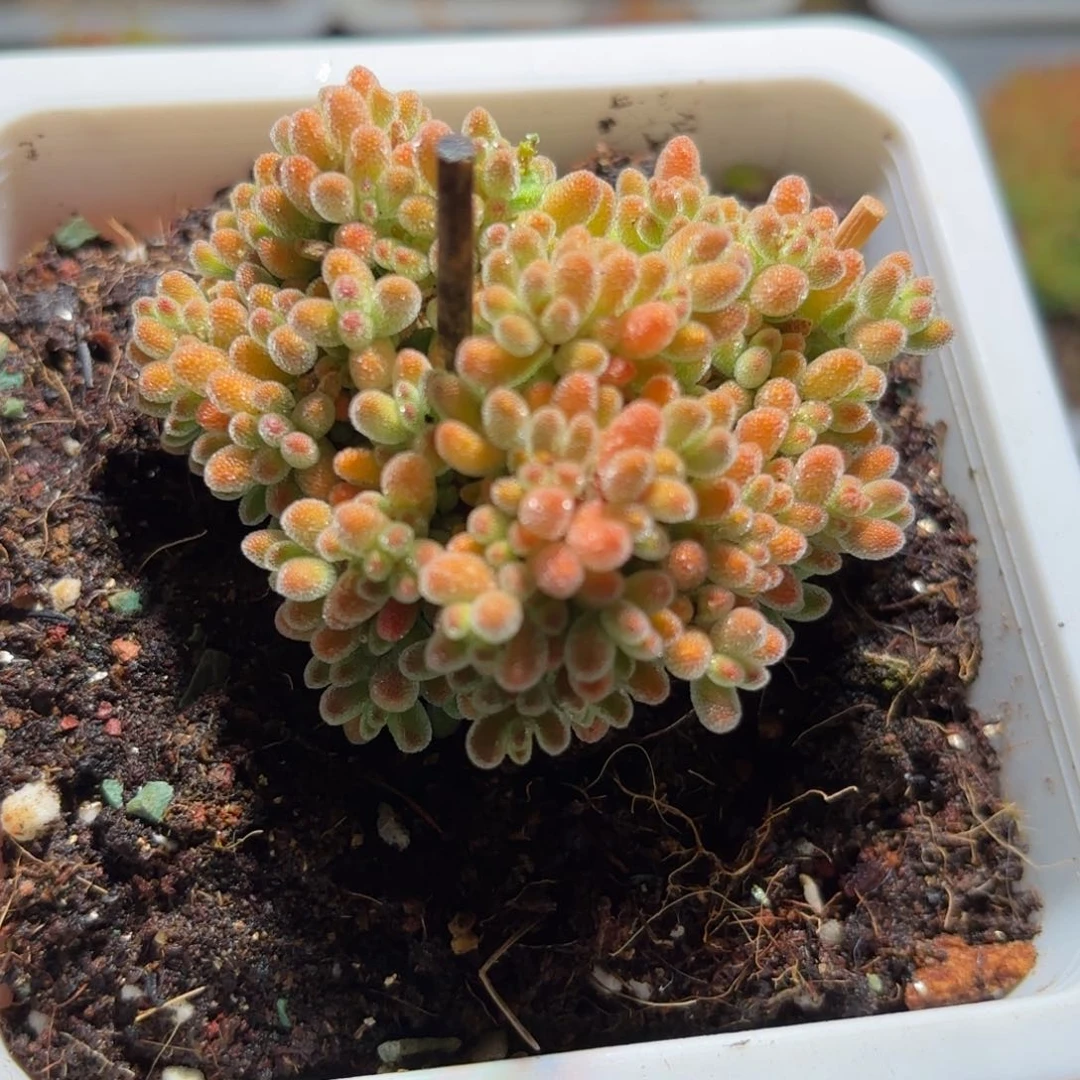 枝干番杏冰橙D384