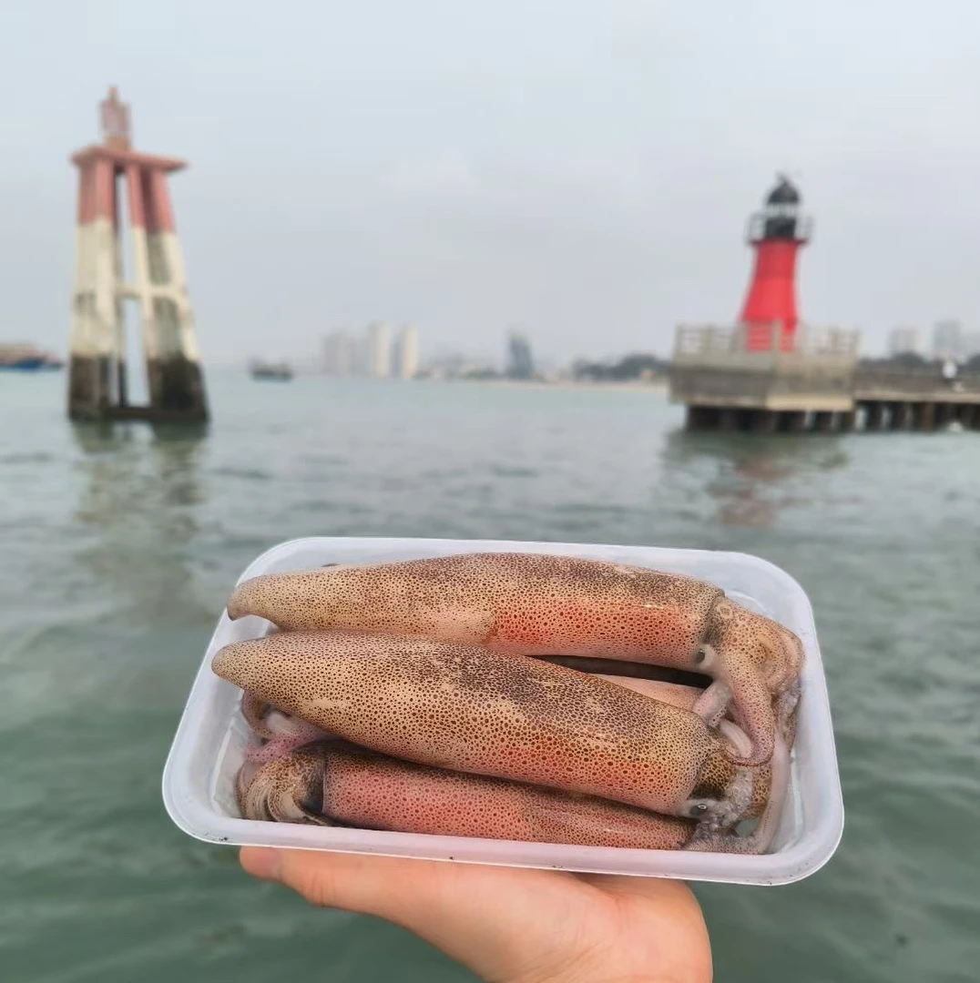 北海大小混装活冻鱿鱼鲜活速冻锁鲜大鱿鱼小鱿鱼