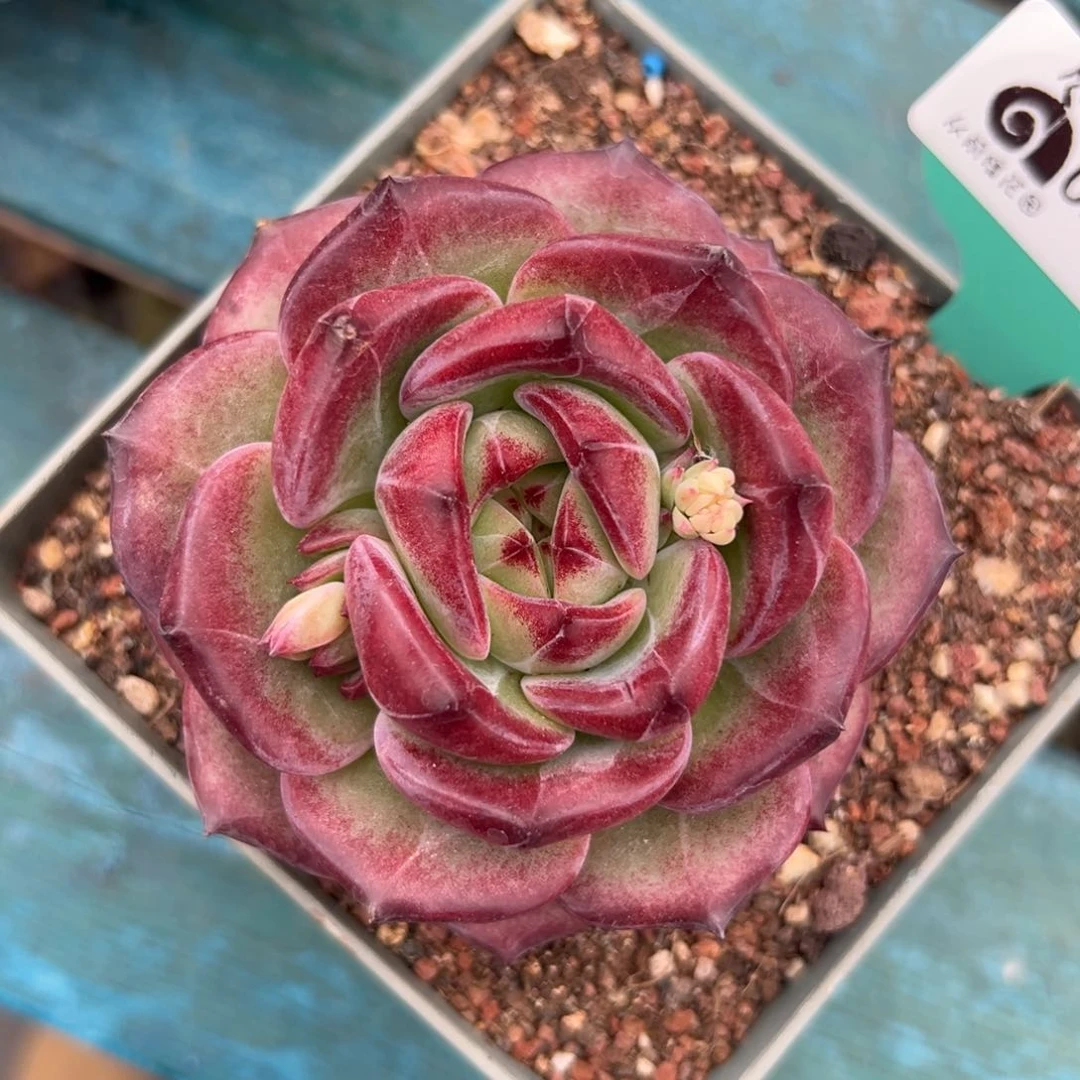 多肉一物一拍0209-58