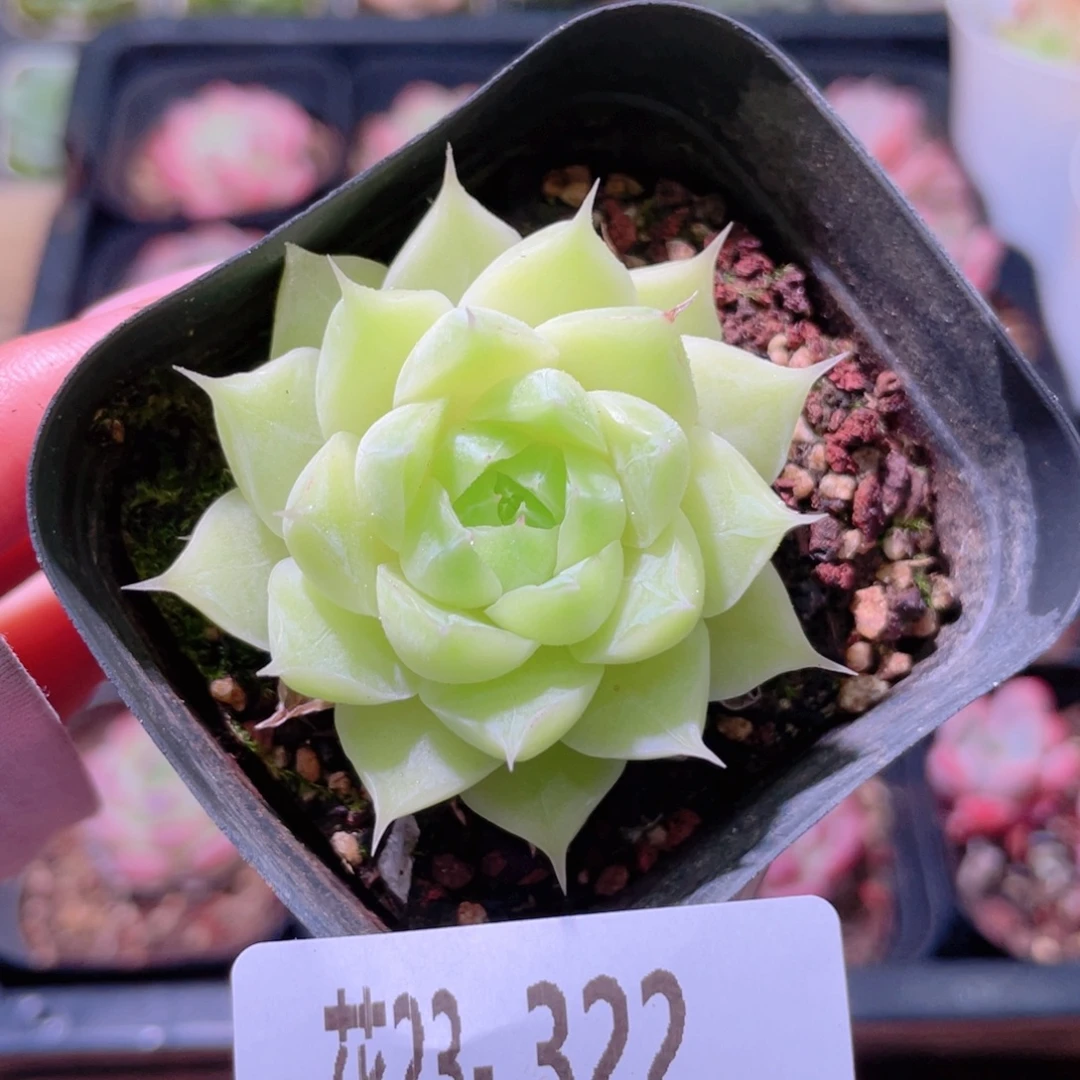 花利美23-322麦秆