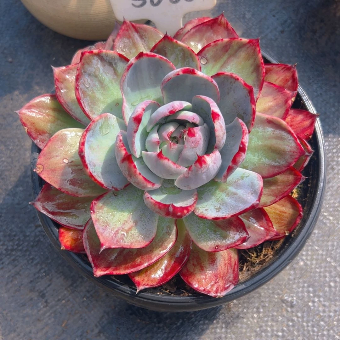 多***贝惊鸿仙子一物一拍5060号