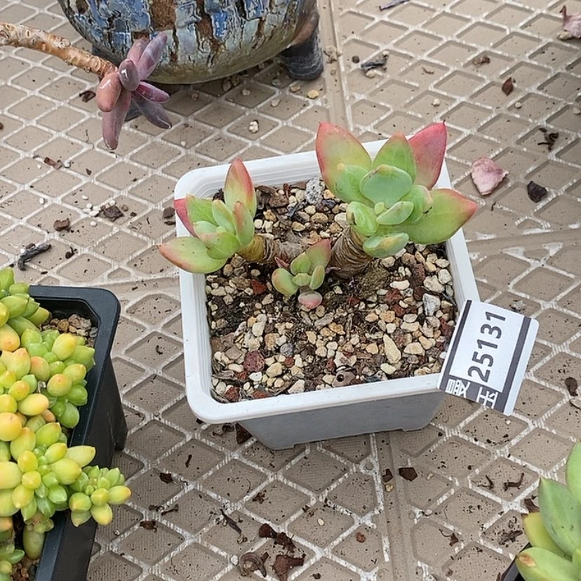 【闪购商品】?***月芒果美人25131