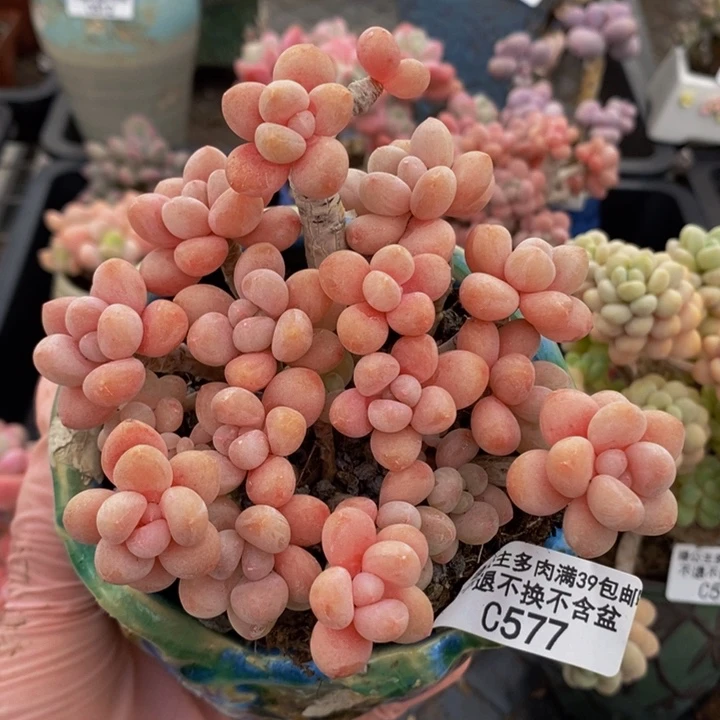 鱼子酱老桩10cm577多肉植物