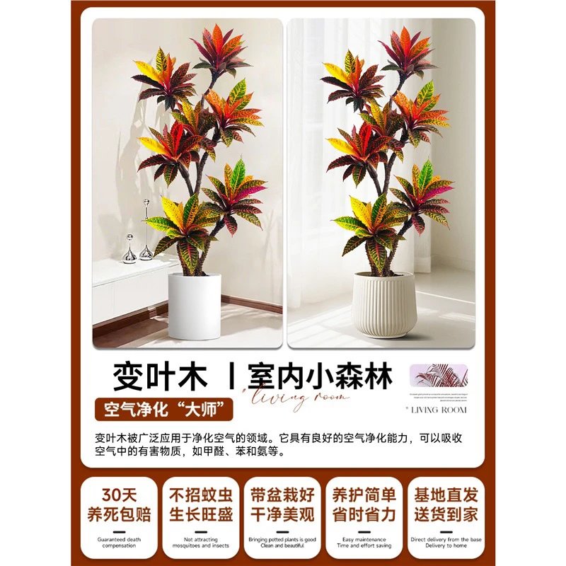 大型变色木盆栽室内客厅旺宅好养七彩四季造景花卉真树