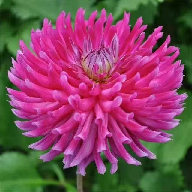 【桃花细雨】甘肃丽源大丽花品种种球