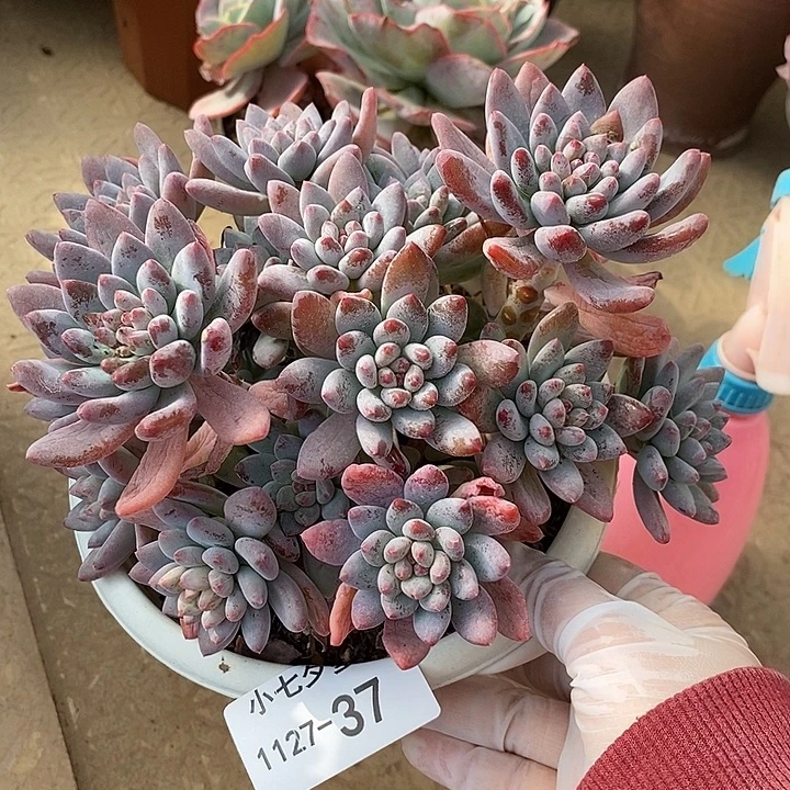 小七夕多肉美人杂37有虫