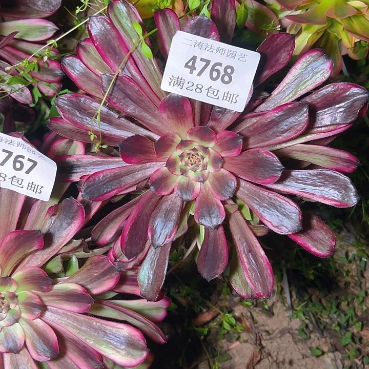 幸*4768无根超墨多肉植物