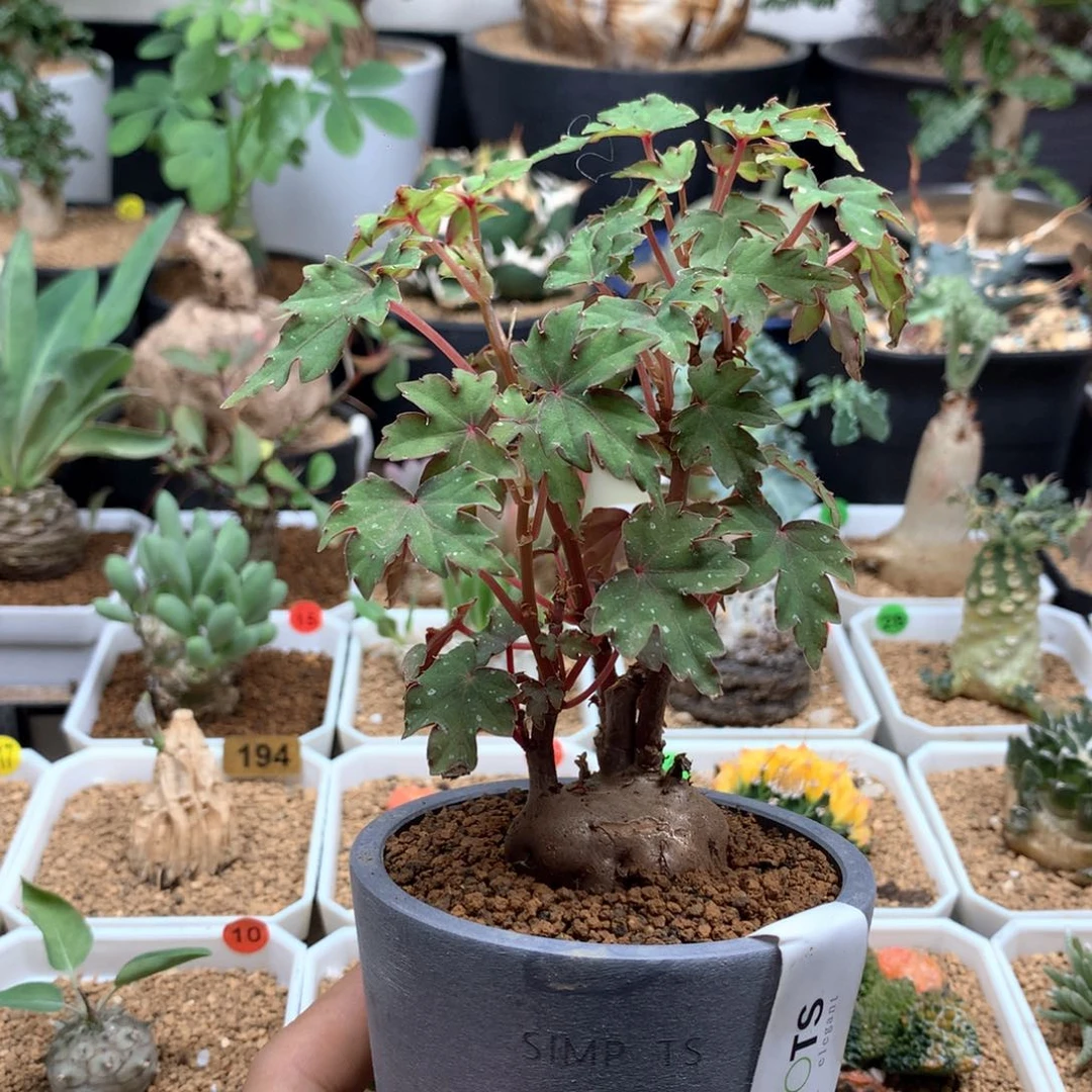 块根秋海棠带盆发货