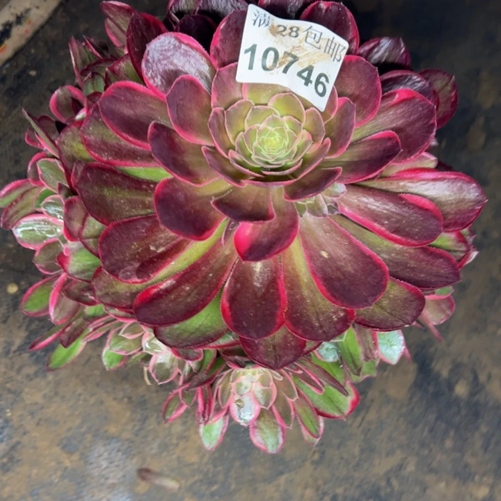 10746花妖多肉植物