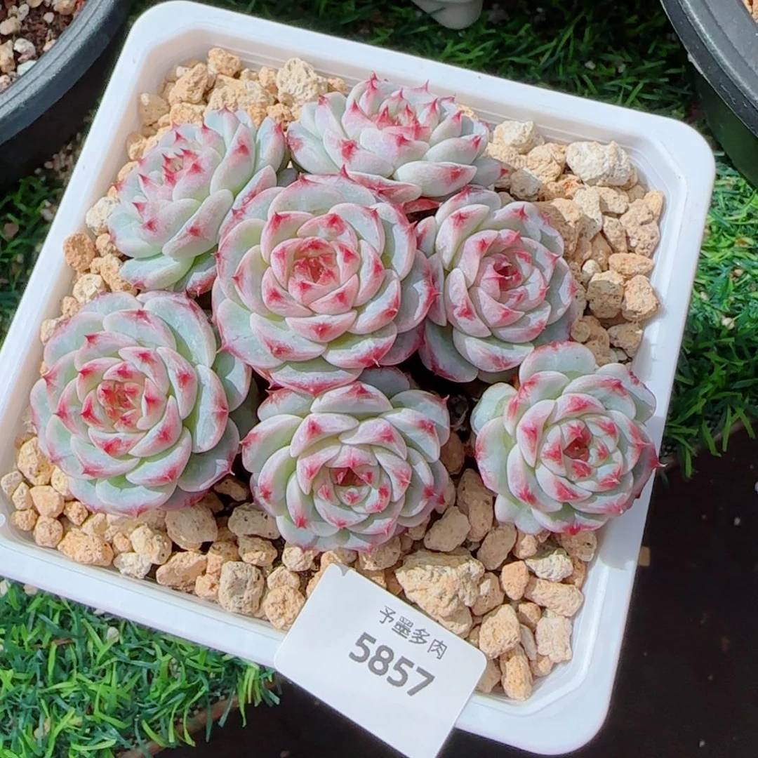 天鹅绒，5857多肉植物