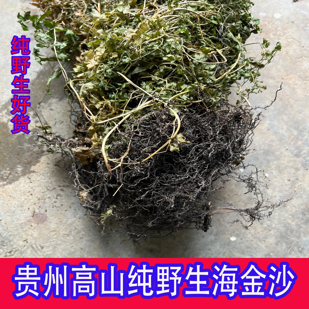 贵州高山野生海金沙  铁蜈蚣  铁丝草 碎石根