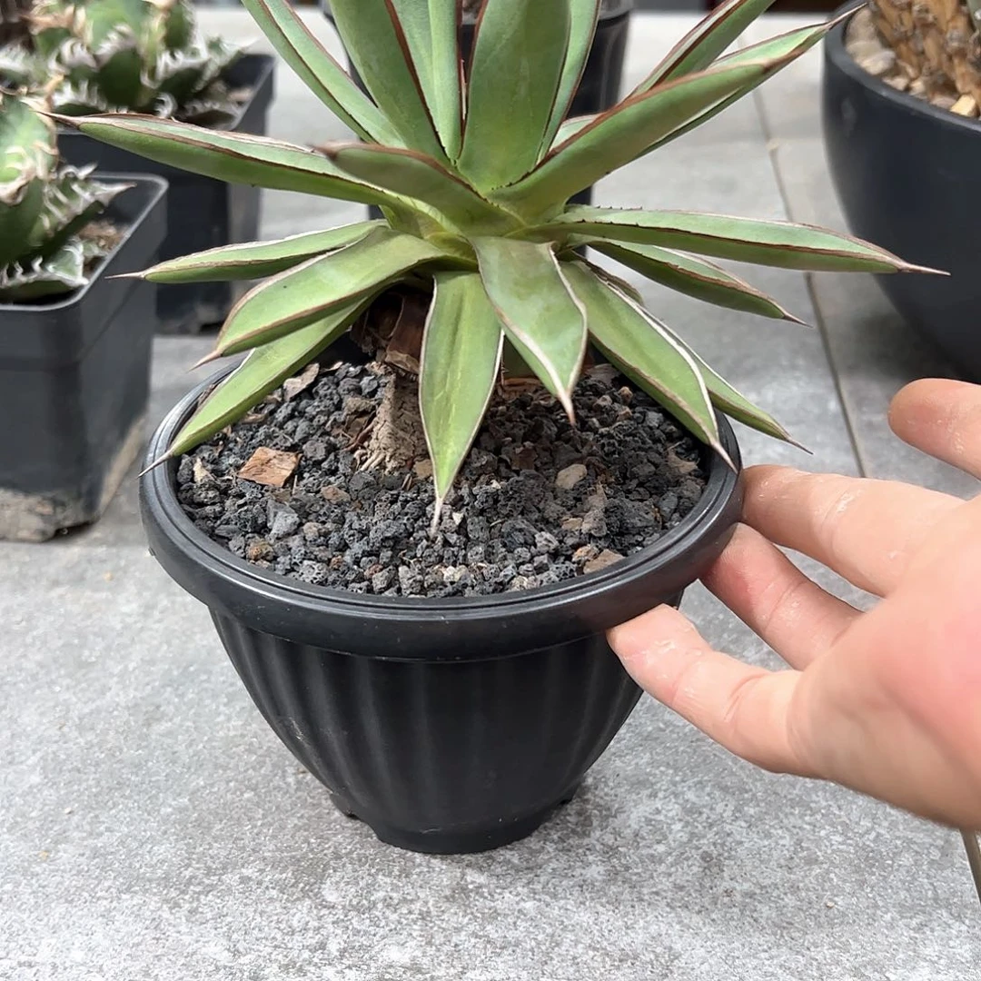 *****小老桩陇雷66688888