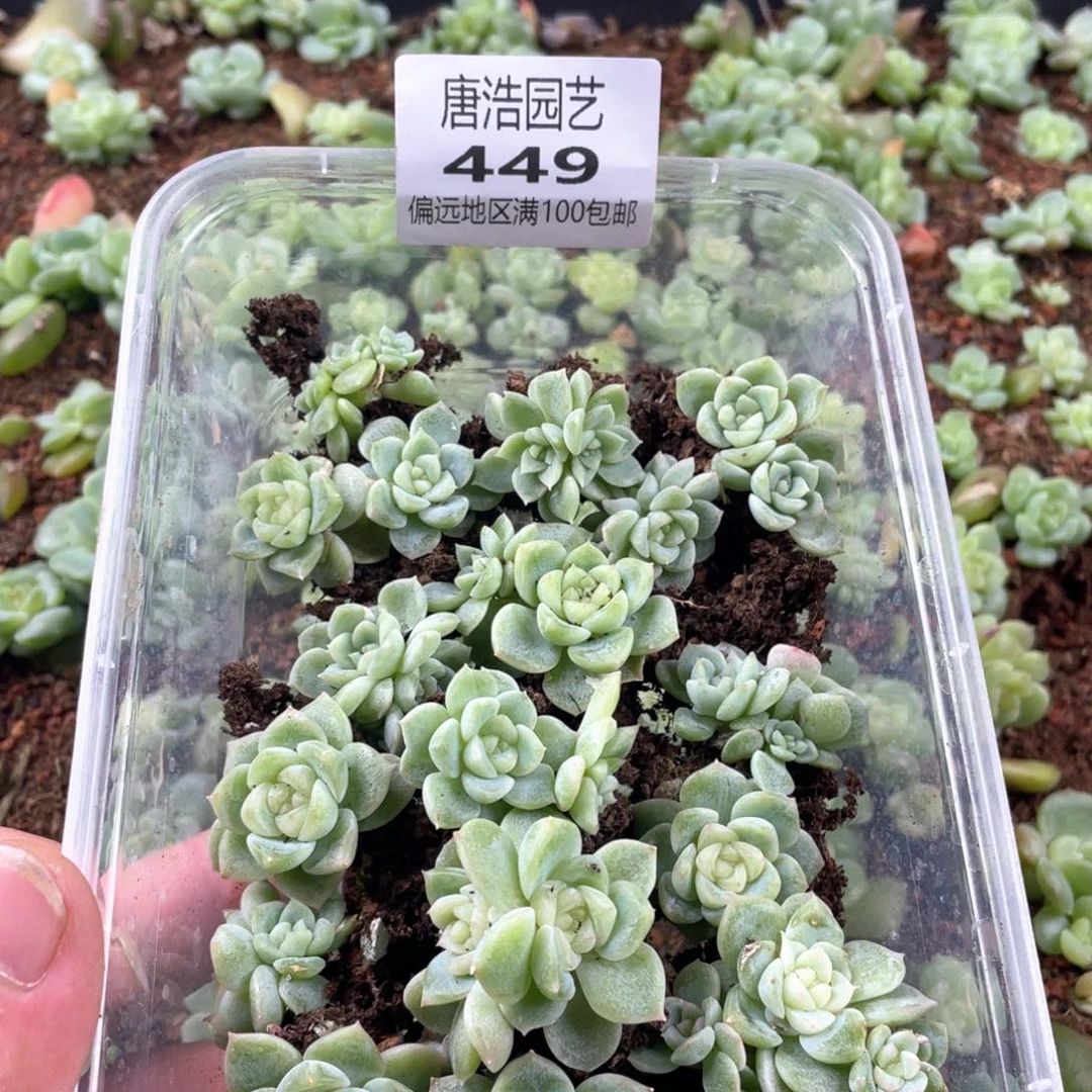 蓝****泼天财富一物一拍449