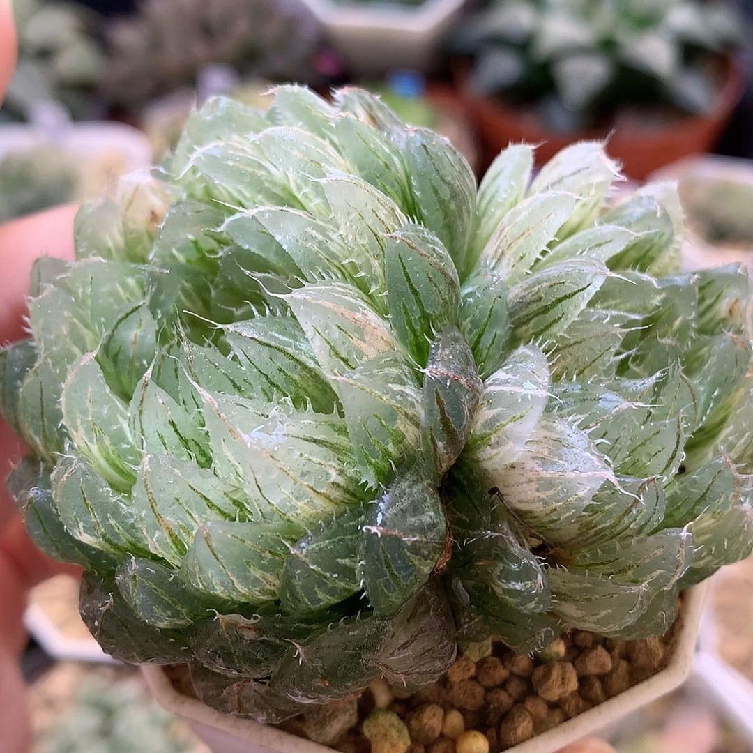 翠云玉露锦带盆土德国