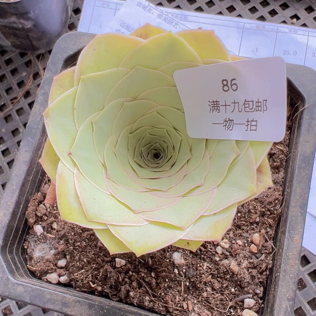 86 带盆土发货无售后