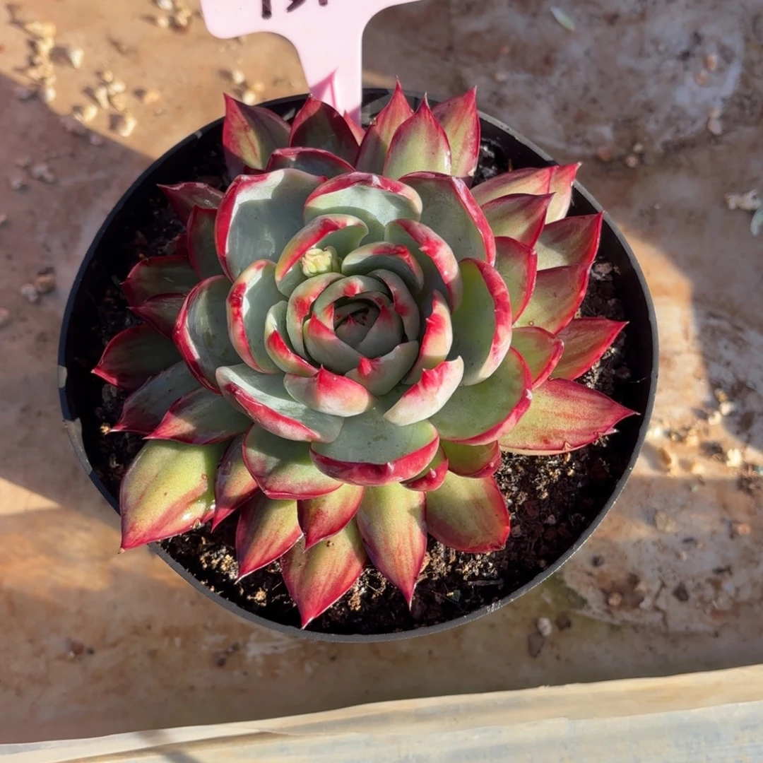 多肉植物惊鸿仙子15101