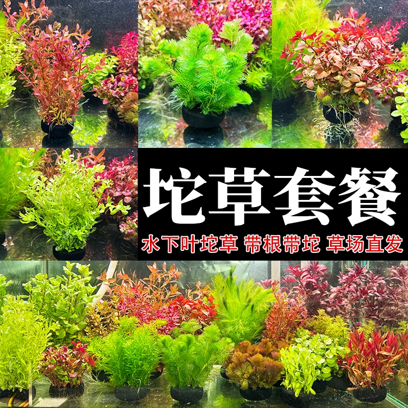 大号缸专用【大坨草】水草套餐合集 带泥坨 好养活