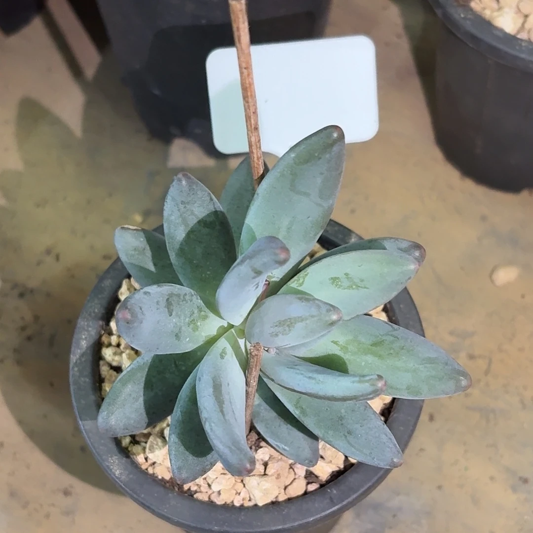 离子星球77777777777777777