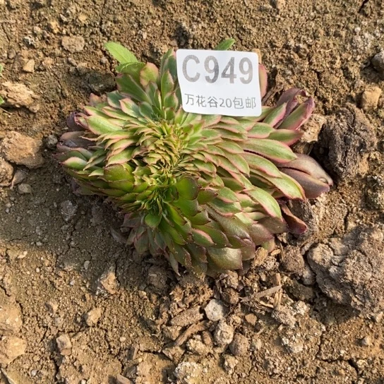 949粉黛缀多肉植物