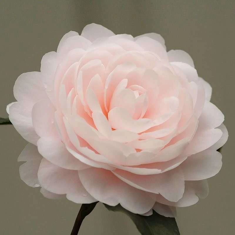 爱斯裘比莉花都纪念珍惜名贵粉色巨型茶花庭院阳台花卉盆栽绿植