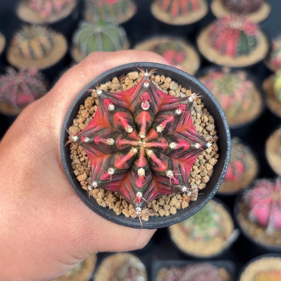 泰系米哈实生仙人球160