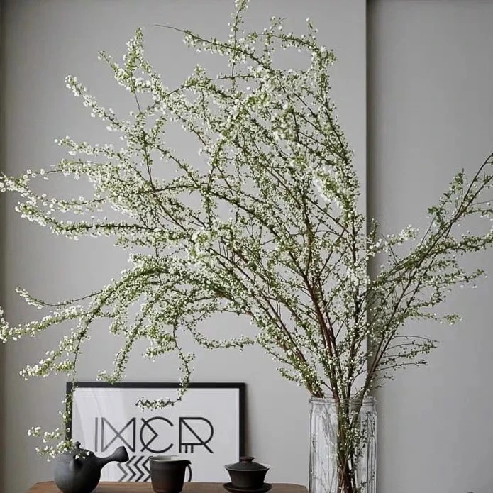 鲜枝雪柳云南鲜花基地直发云南雪柳水培耐寒遇水开花水培植物