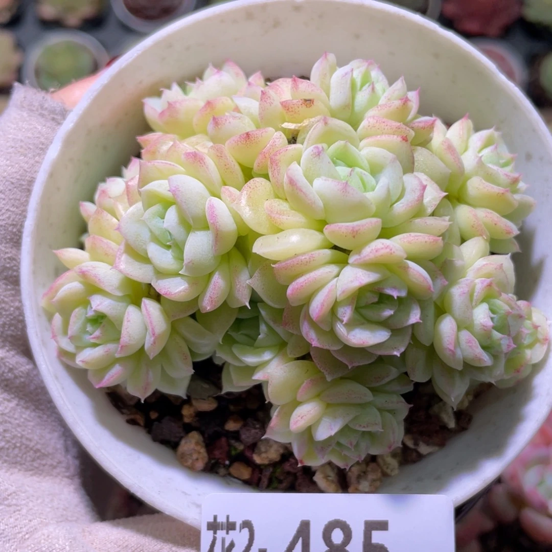 花利美2-485白天鹅