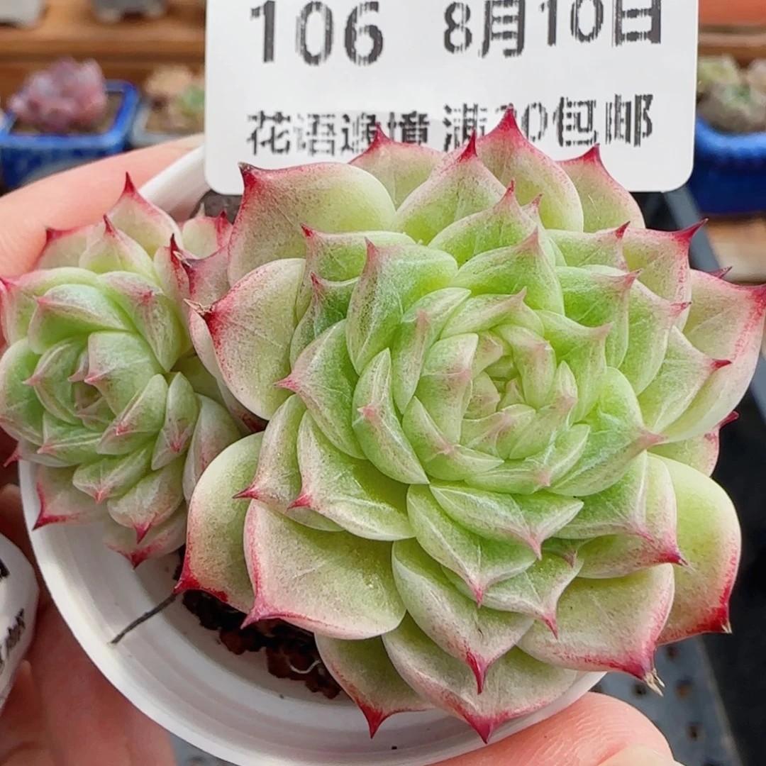 花语逸镜0810-106散