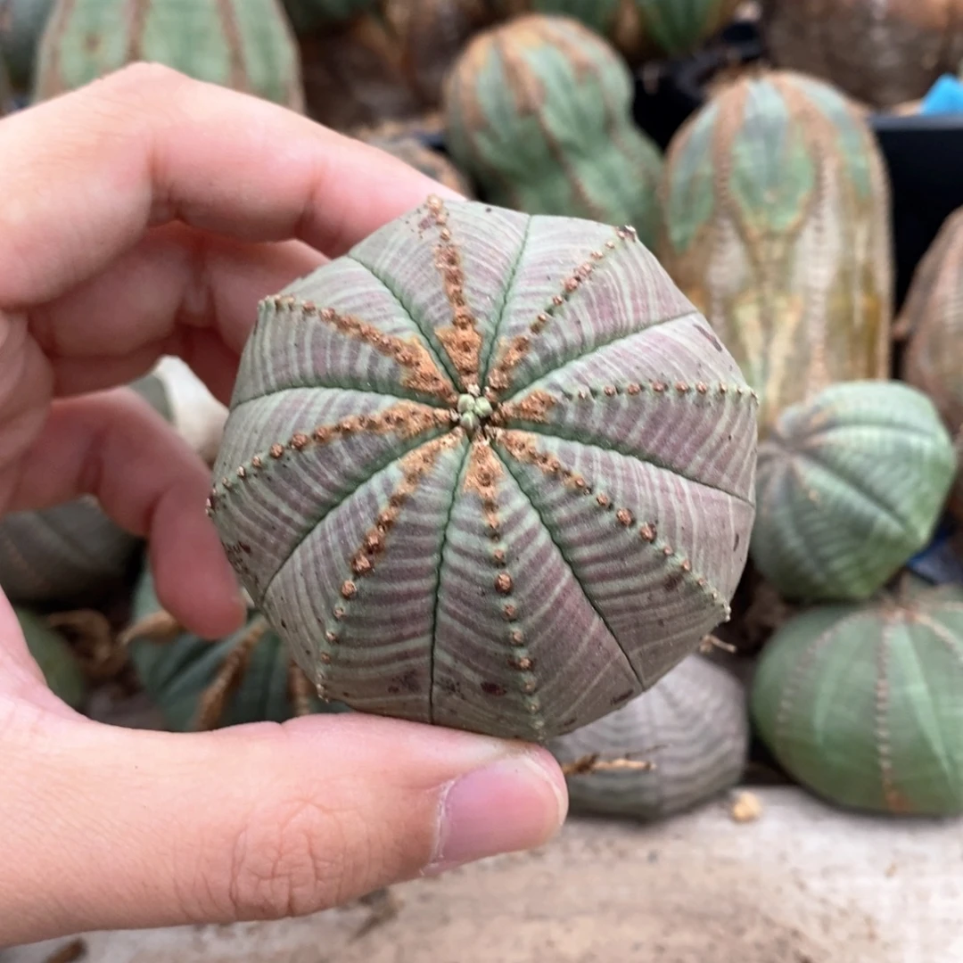 23 欧系实生布纹球多肉植物