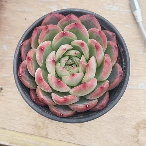 红鸾15.8一盆8888