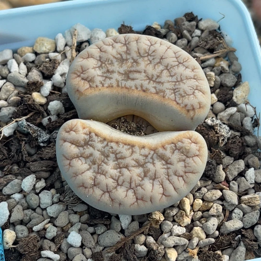 7121睫毛荒一颗4.2