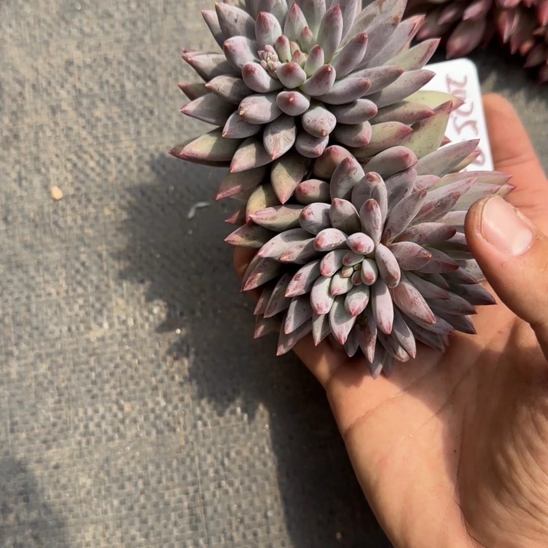 一物一拍福利款虞美人37