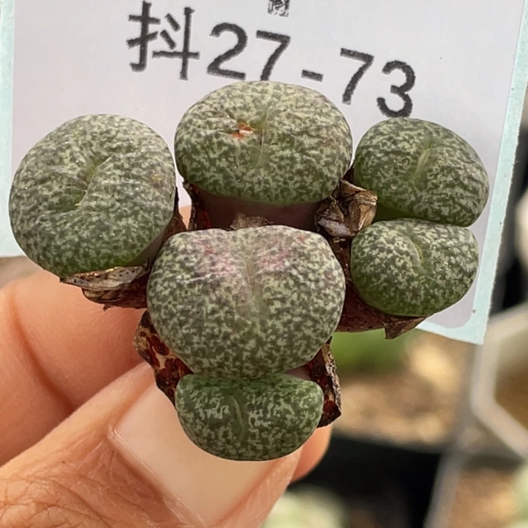 27-73秘纹安贞肉锥