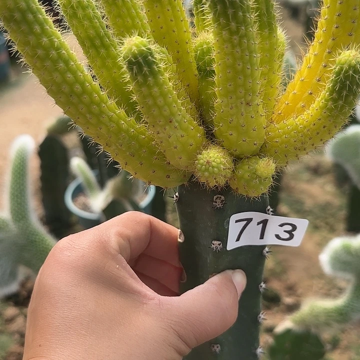 肆****无花朵嫁接彩舞柱锦713