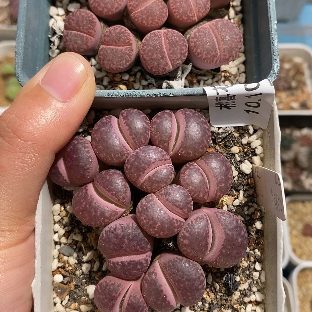 小*鸡1010-37-紫柘榴打包。