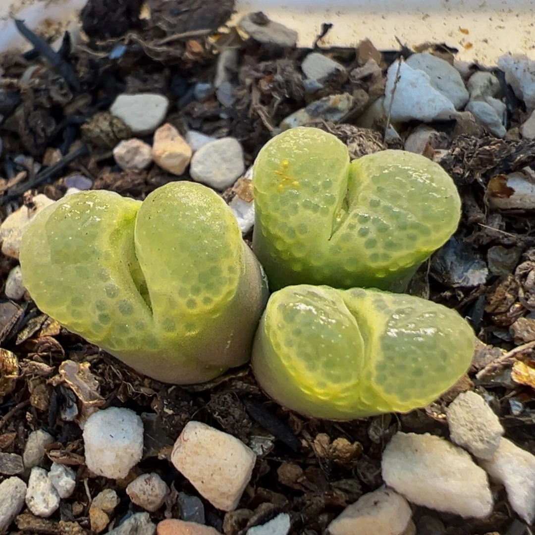 38多肉植物百科樱花1453.9