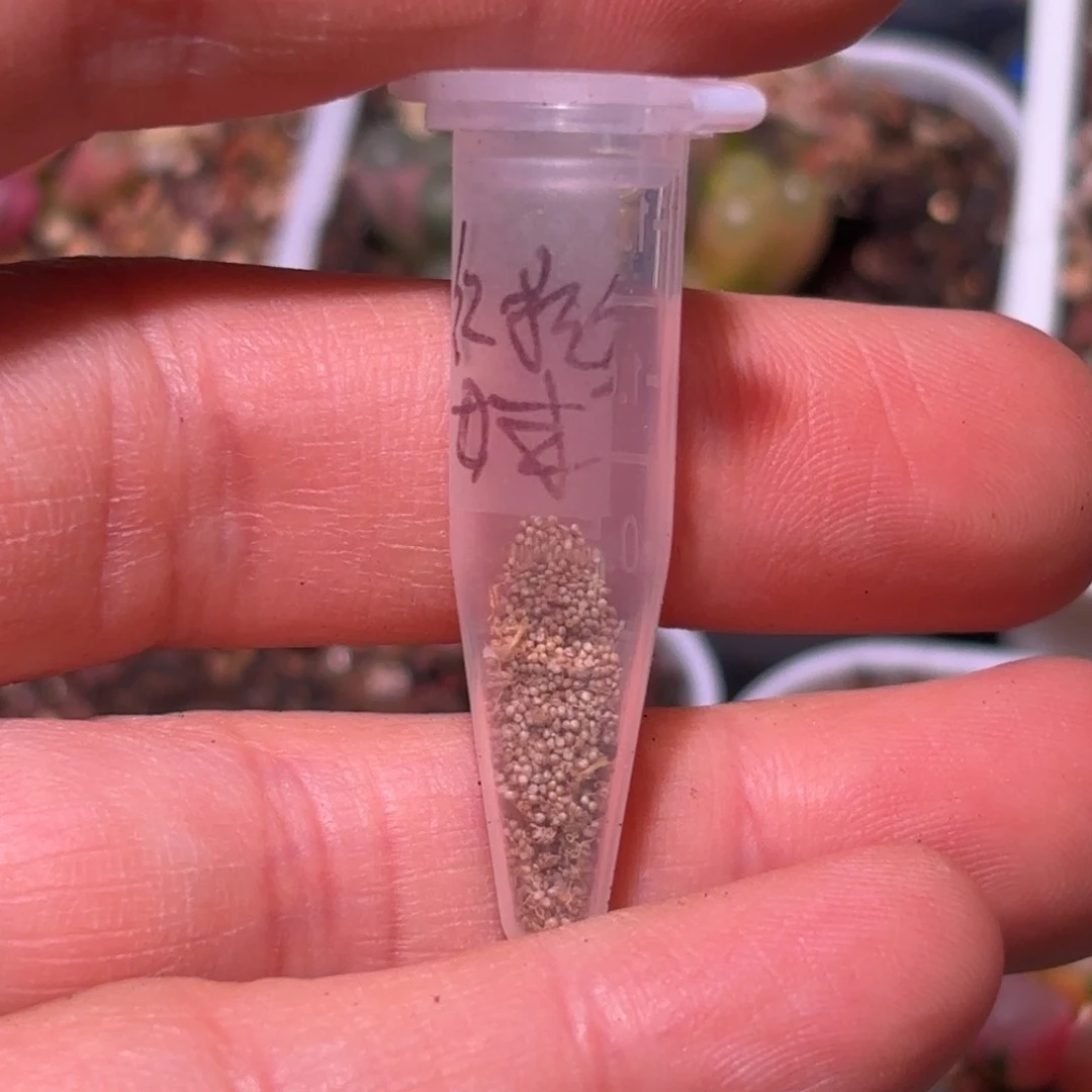 O*?50粒红拉丝种子