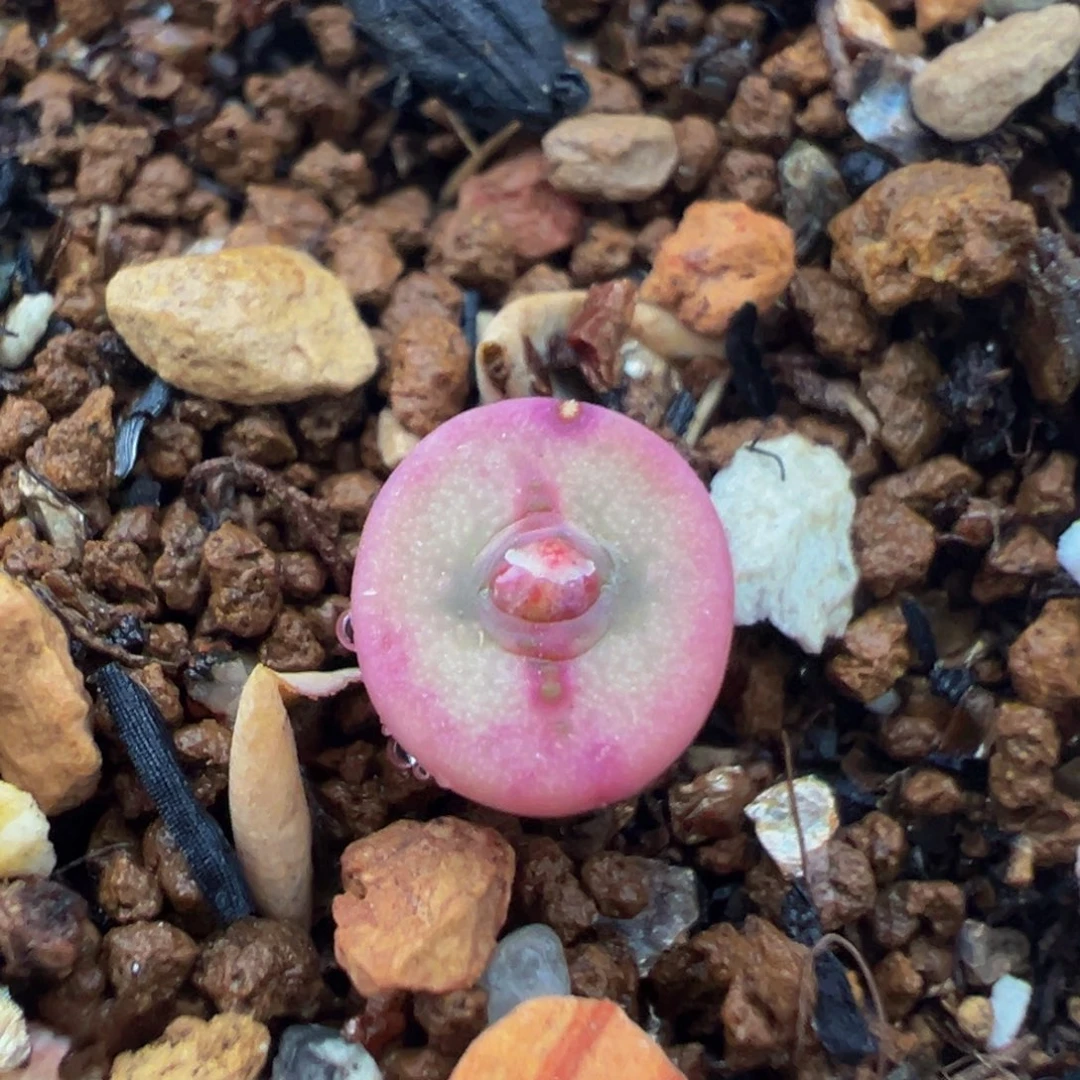 178多肉植物百科十字纽扣