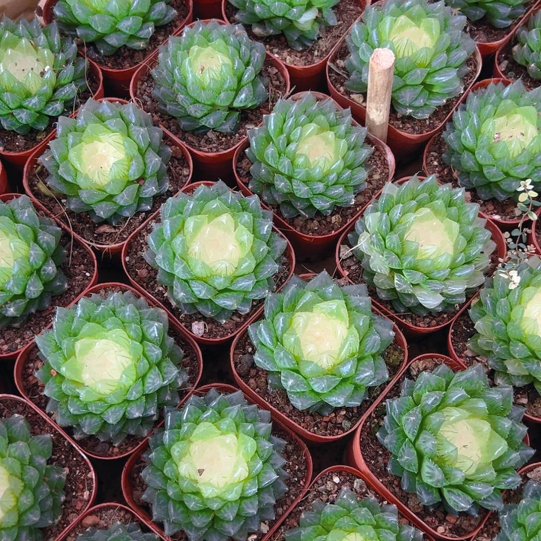 宝莲灯玉露多肉多肉一颗