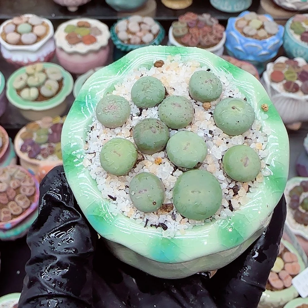 生石花满18包邮0103-125