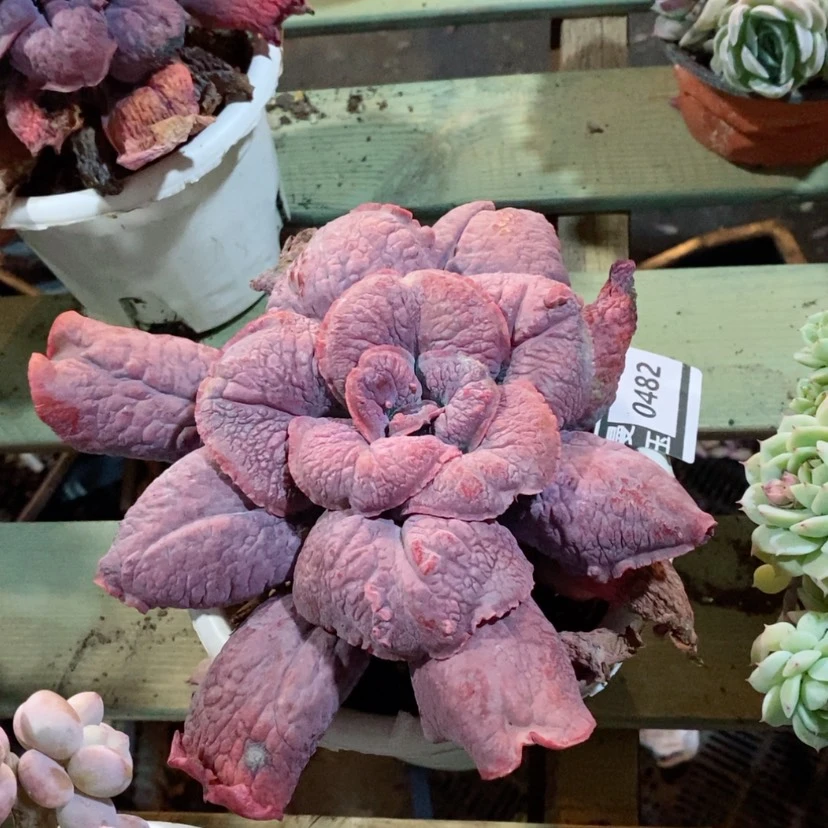 【闪购商品】男爵0482