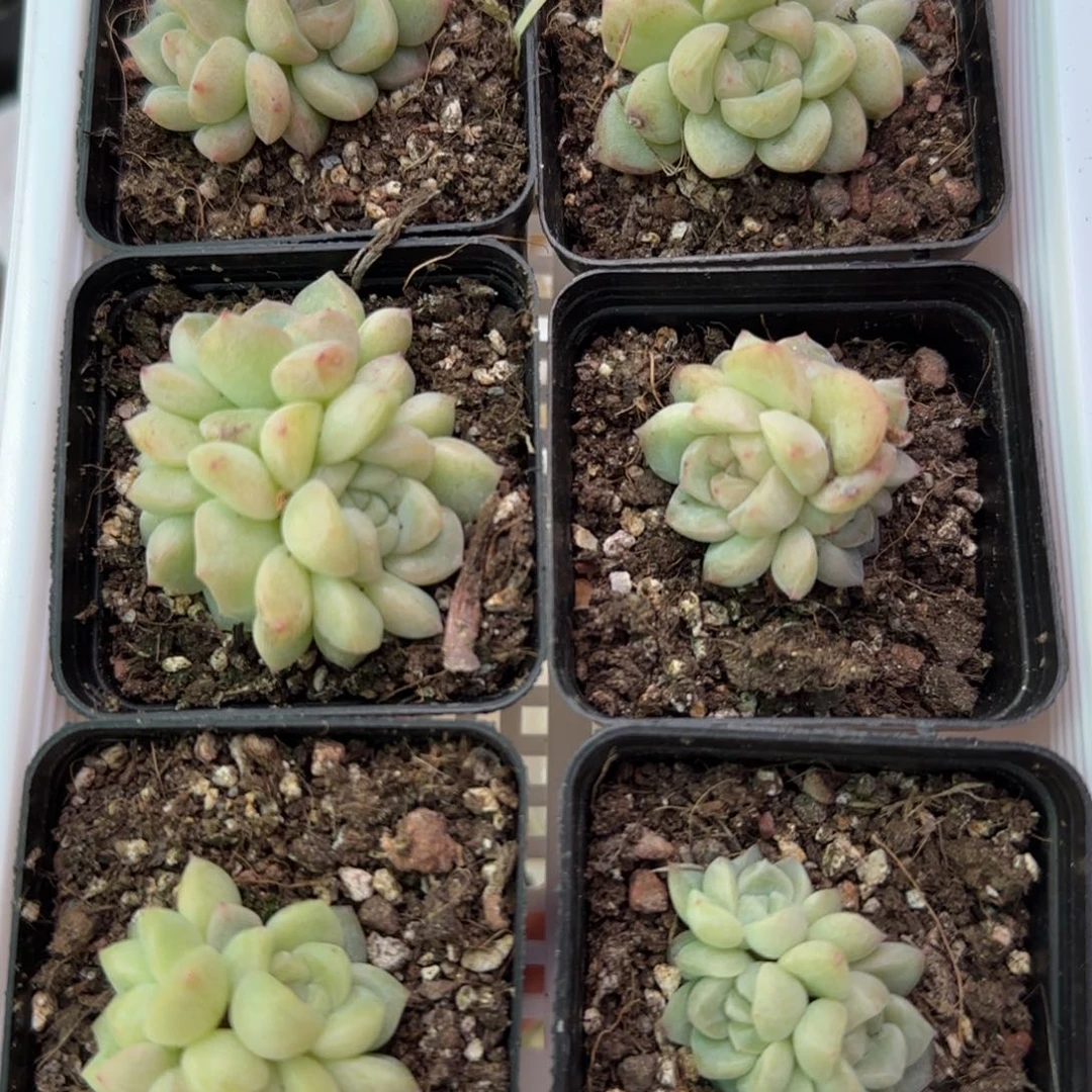 白财富群生一颗量拍