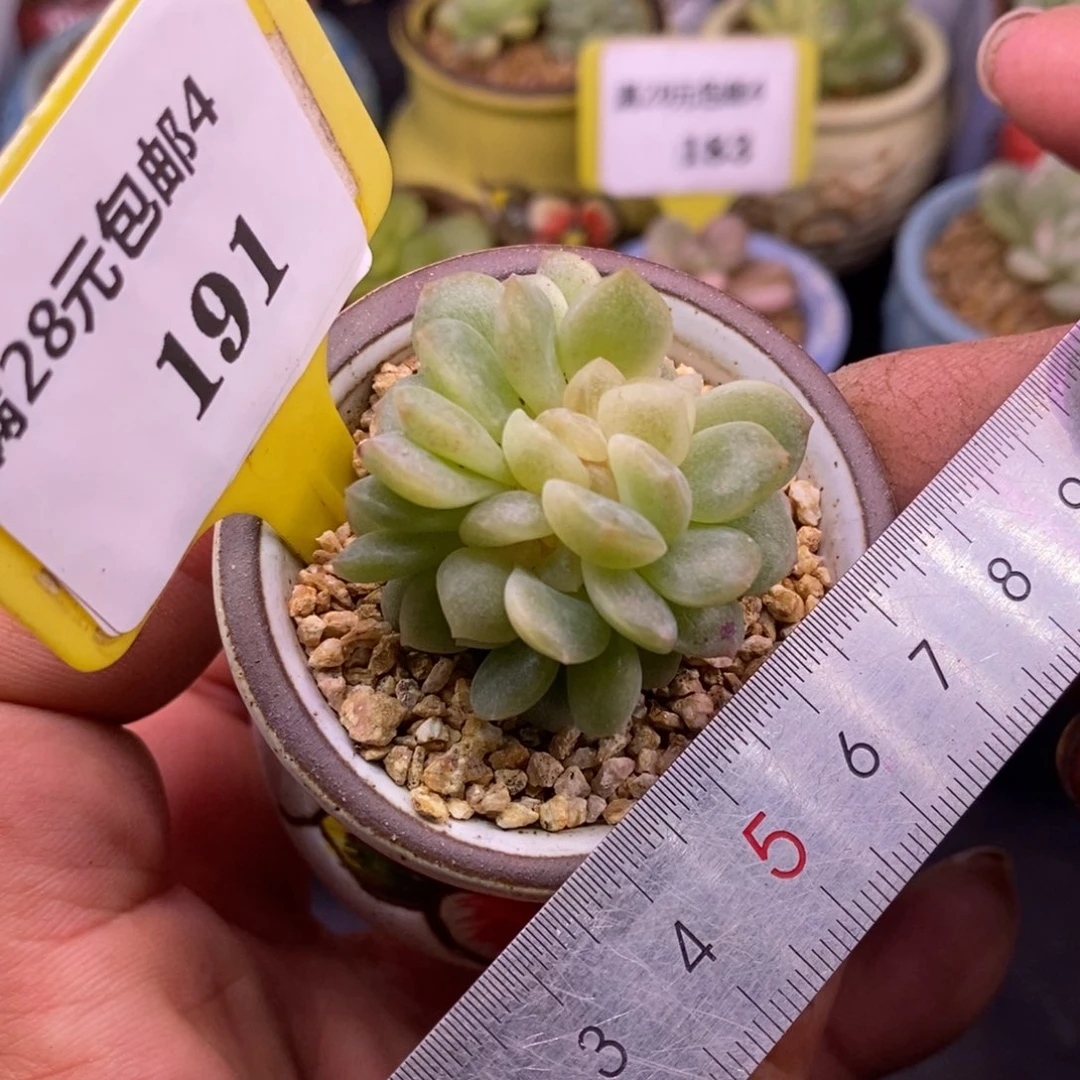 4191无尽灯朵朵缀……