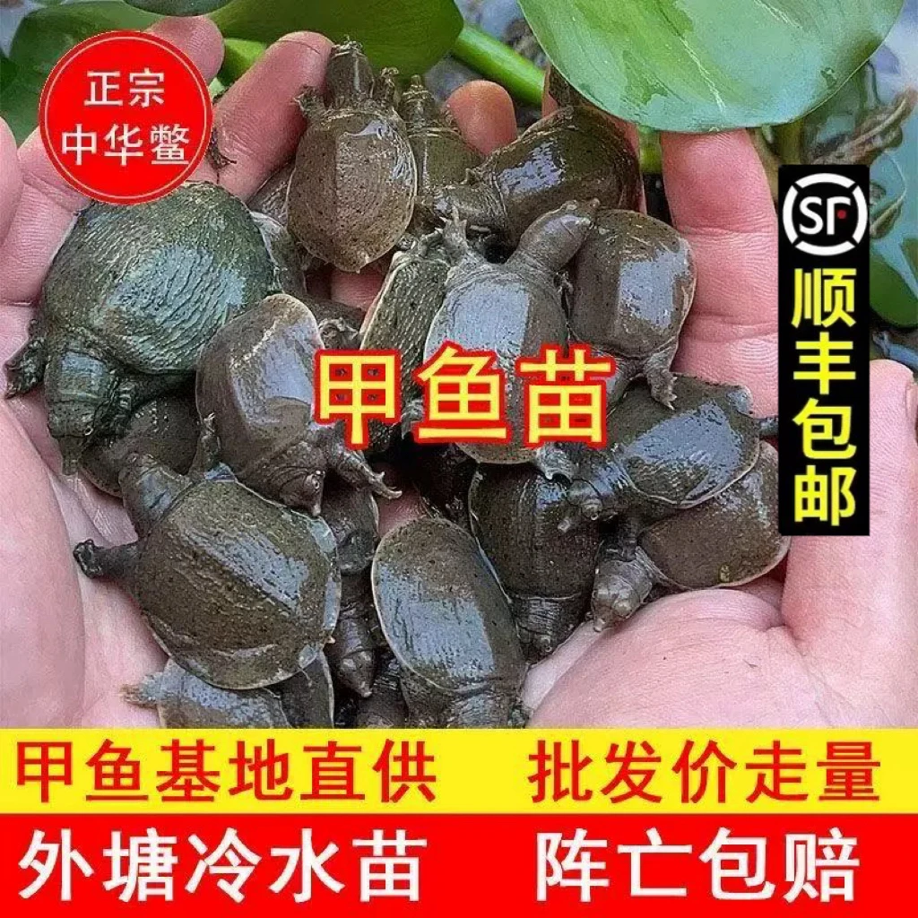 【顺丰包邮】2025中华黑花甲鱼苗