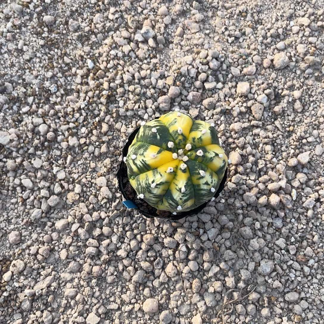 完全开放景兜 无暇 脱土