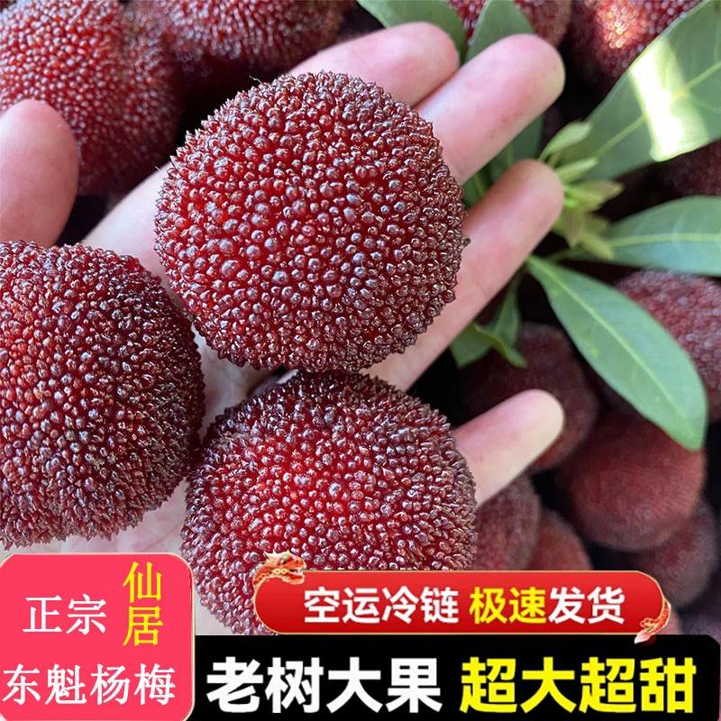 仙居杨梅正宗台州仙居东魁杨梅中果新鲜饱满自然时令水果现摘礼盒