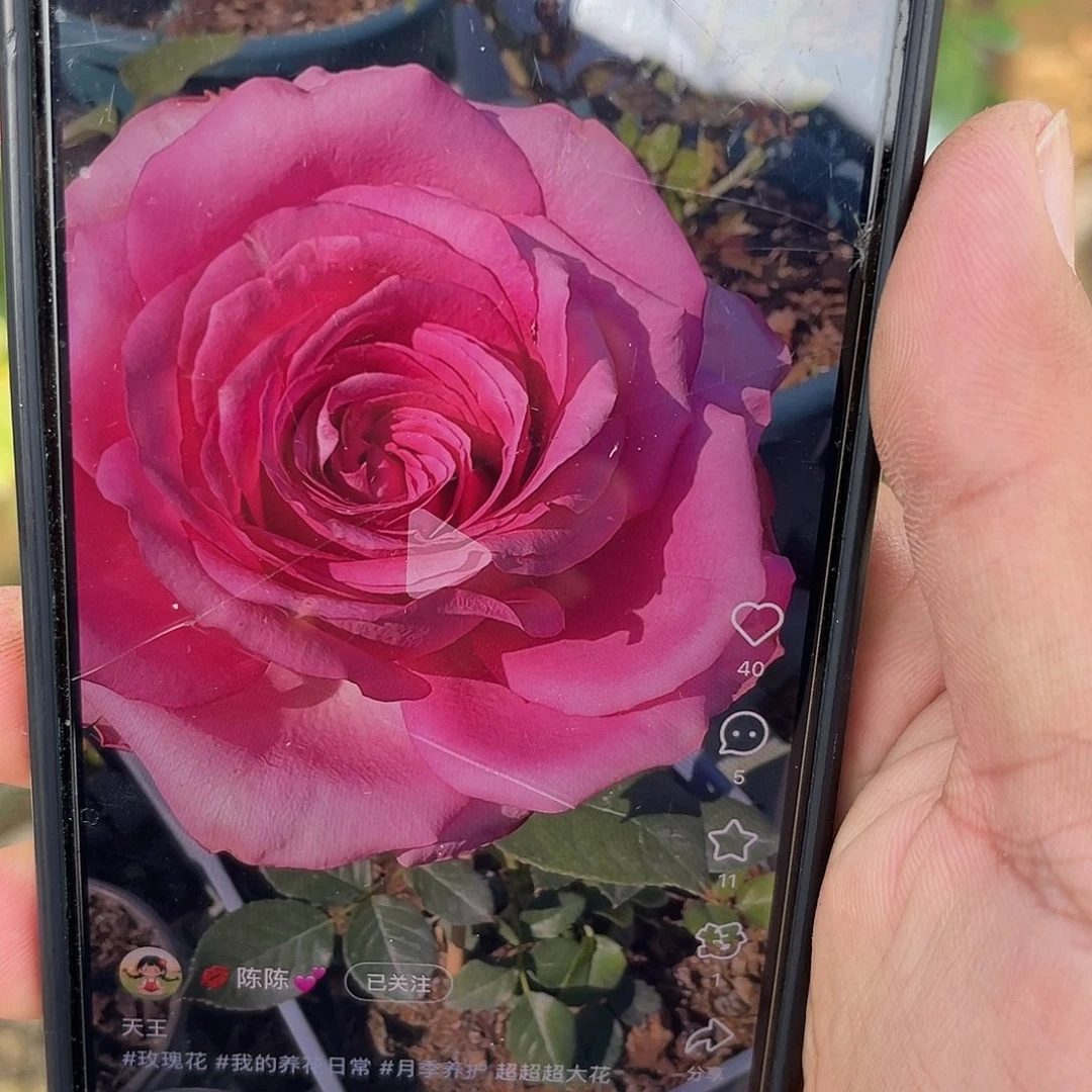 无花朵———天王福利款