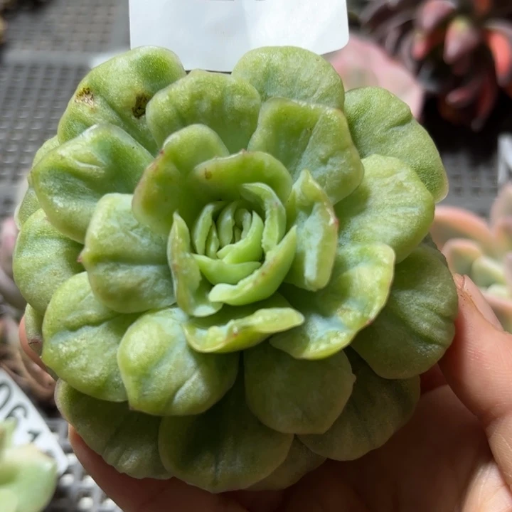 多肉植物满18包邮当场凑单