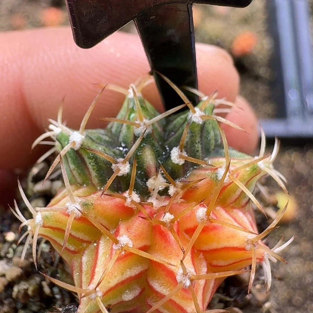 米哈实生自然锦219